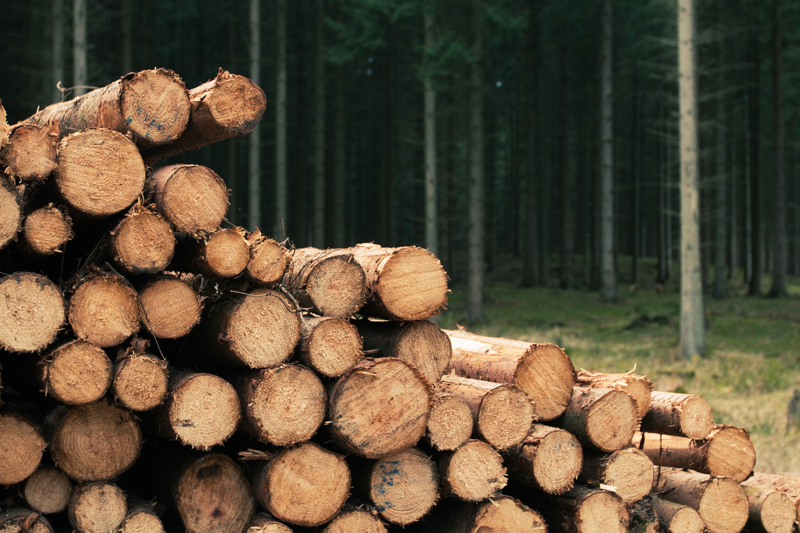 Lavorazione del legno