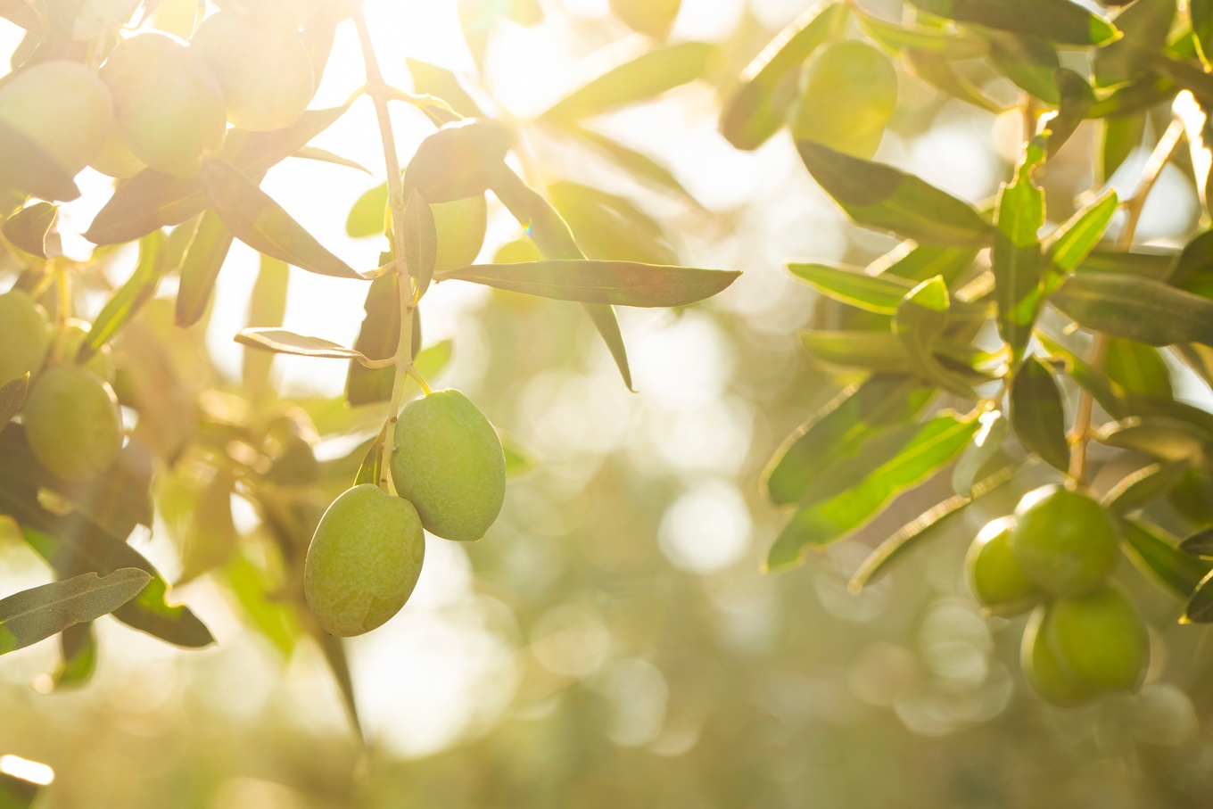 Raccolta olive