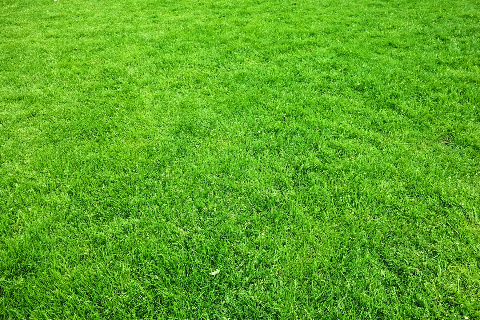 Taglio e manutenzione del verde